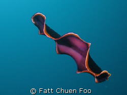 Is this an alien being or a swimming Polyclad Flatworm? T... by Fatt Chuen Foo 